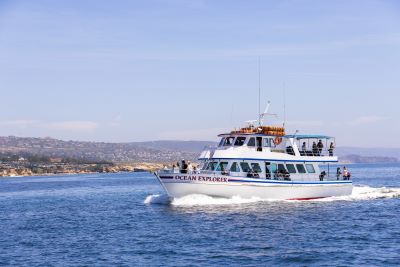 Whale Watching in Newport Beach