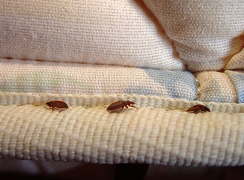 bed bugs