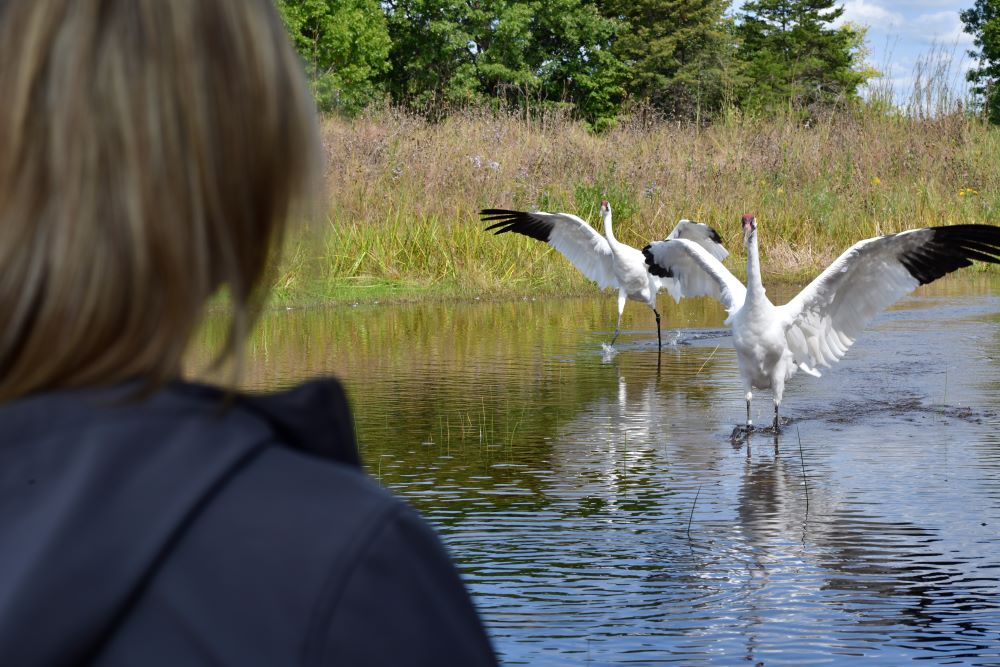 Cranes at International Crane Museum