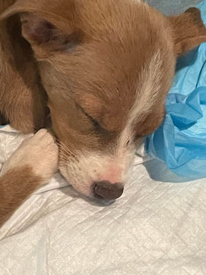 Sleeping Puppy from Lifeline Puppy Rescue