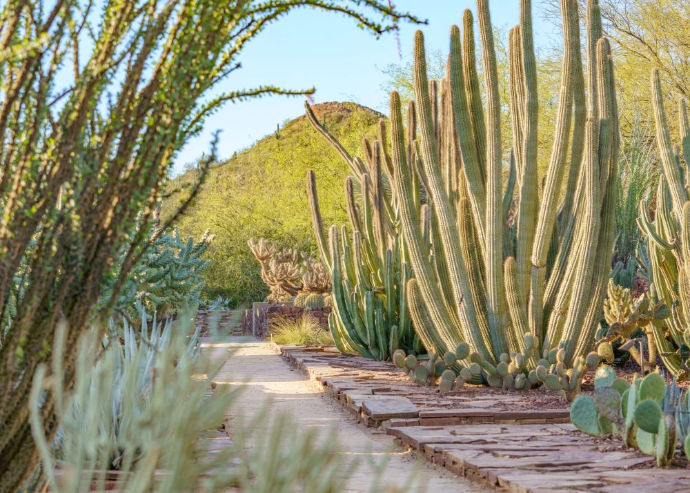 Desert Botanical Garden, Phoenix. 