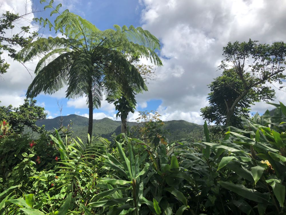 El Yunque