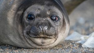 Elephant Seal on beach, Karukinka Nature Reserve, Chile