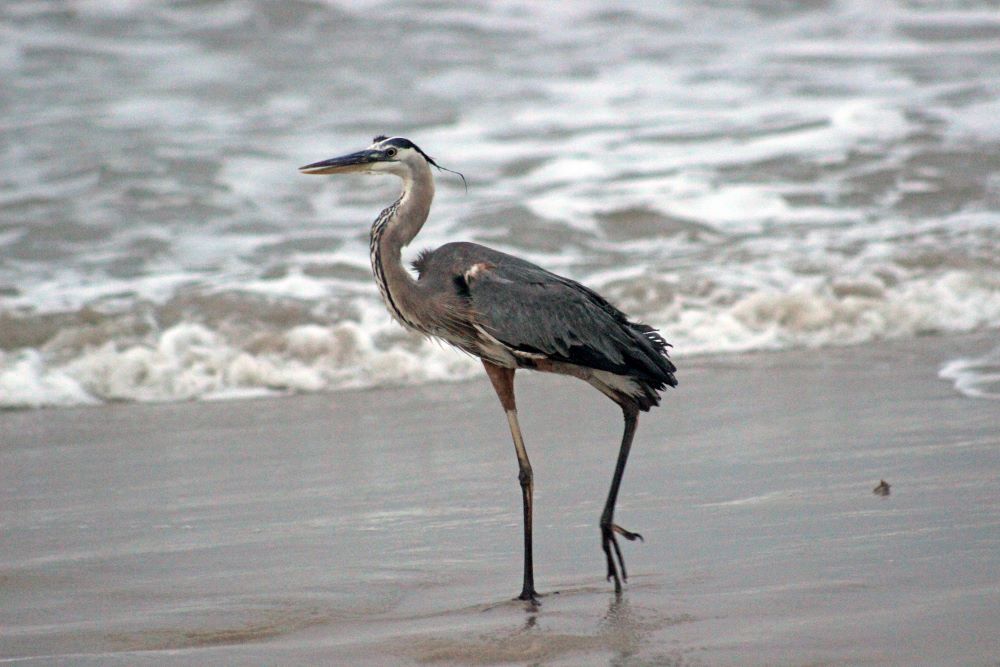 Great Blue Heron strolling Cinnamon Beach in Port Aransas, Texas