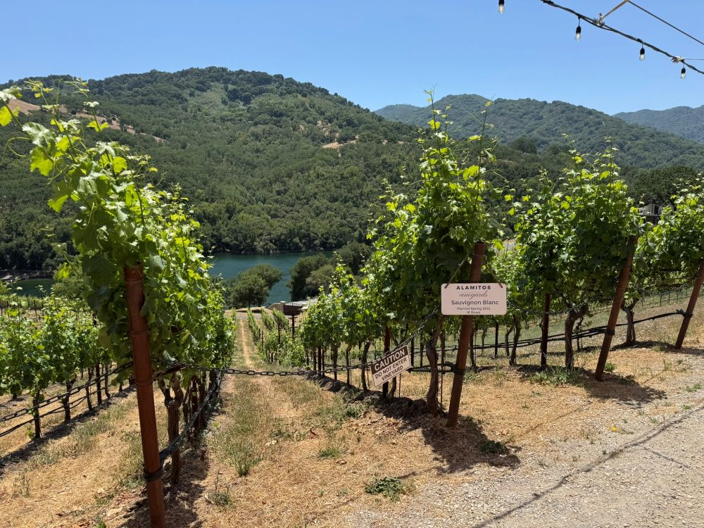 Alamitos Vineyards, San Jose