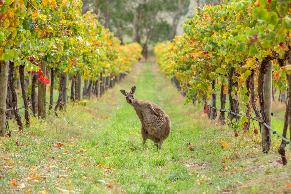 Kangaroo in Adelaide