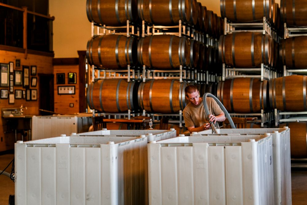 Mike Beneduce working at harvest time at Beneduce Vineyards