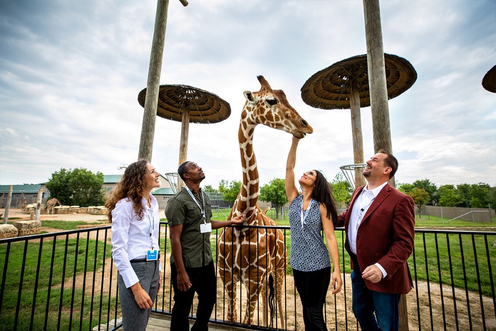 Tanganyika group feeding giraffe