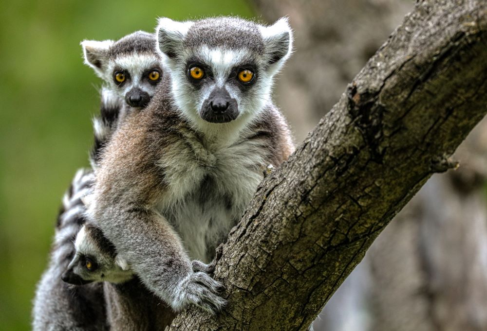 Lemurs at Safari West