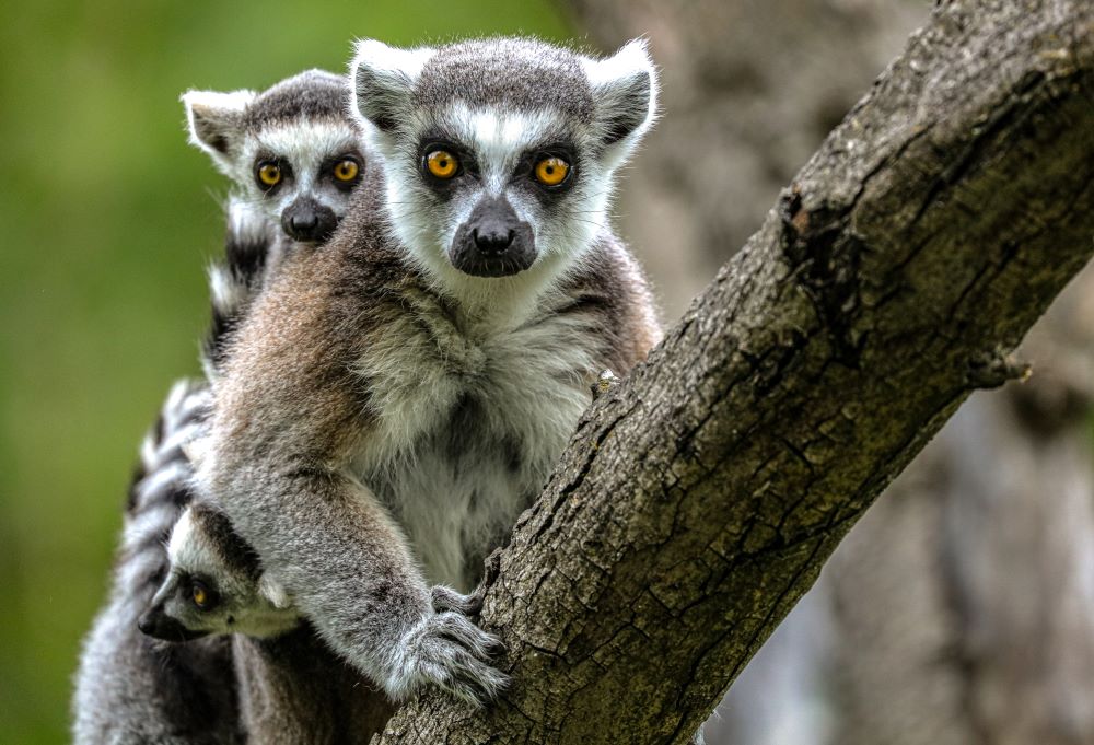 Lemurs at Safari West