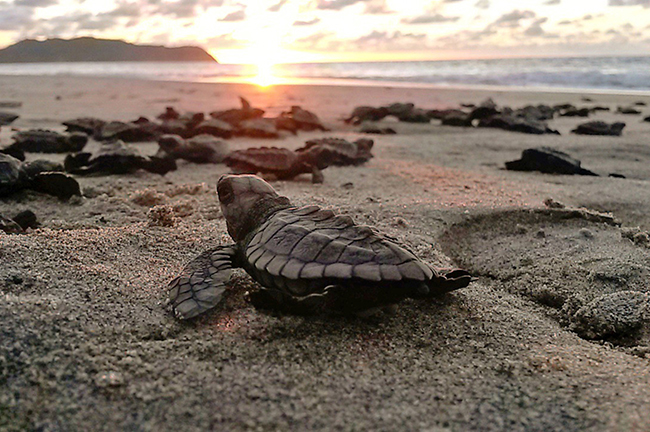Sea Turtle Release Program, Credit: Four Seasons Punta Mita