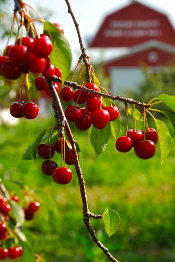 Door County cherries Credit: Door County Visitor Bureau