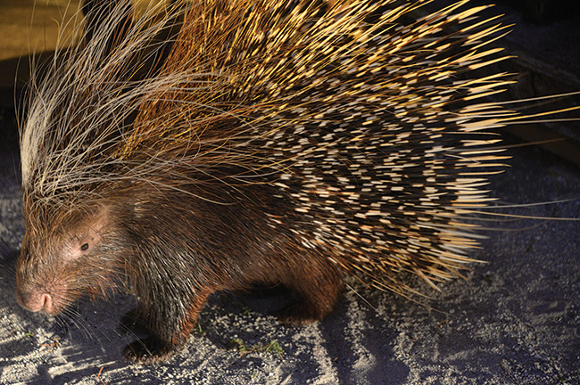 Porky the African Crested Porcupine