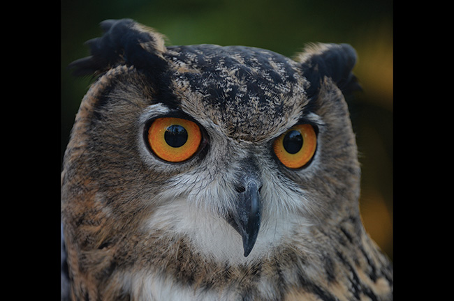 Luke the Eurasian Owl