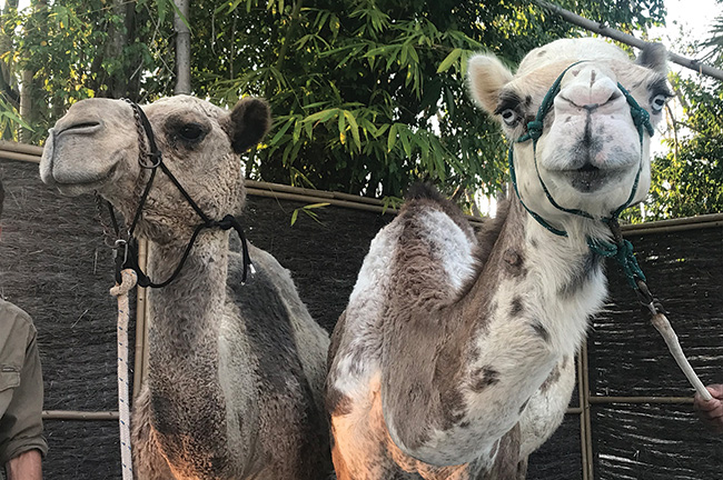 Zambie and Ringo the Camels