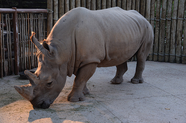 Walter the White Rhinoceros