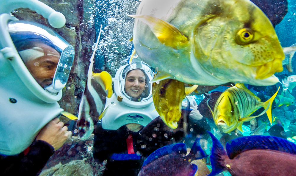 The all-inclusive day resort Discovery Cove in Orlando gives attendees a chance to swim with dolphins. 