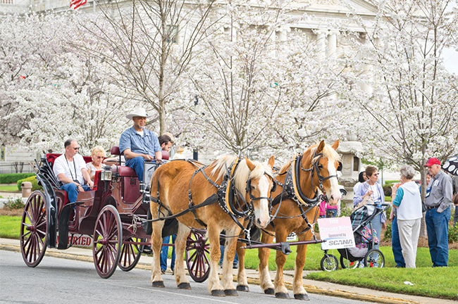 Cherry Blossom Festival, Macon