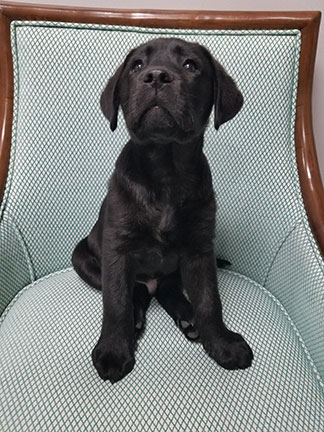 Ranger, One of The Henderson's Canine Ambassadors, Credit: The Henderson