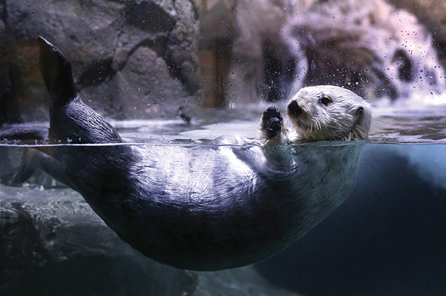 Audubon Aquarium of the Americas, New Orleans