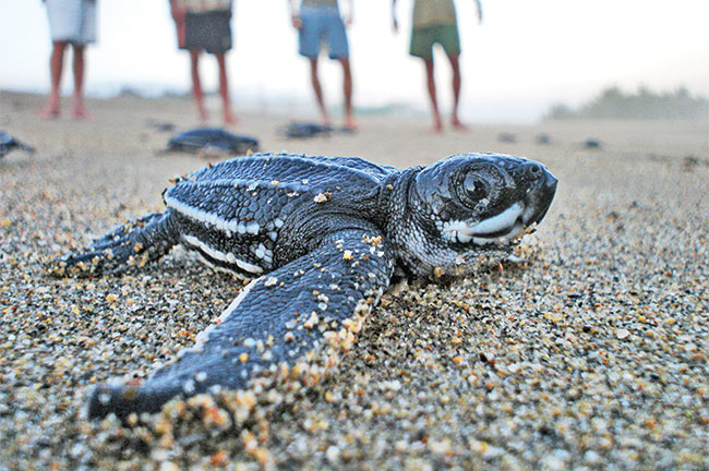 Baby sea turtle, Acapulco
