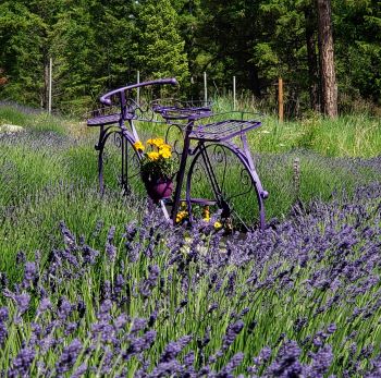 Purple bike surround by lavendar