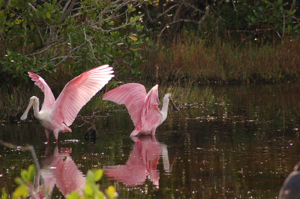 Roseate Spoonbills at J.N. “Ding” Darling National Wildlife Refuge on Sanibel Island