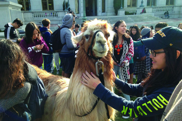 Students Gathered at the UC Berkeley campus for Llamapalooza