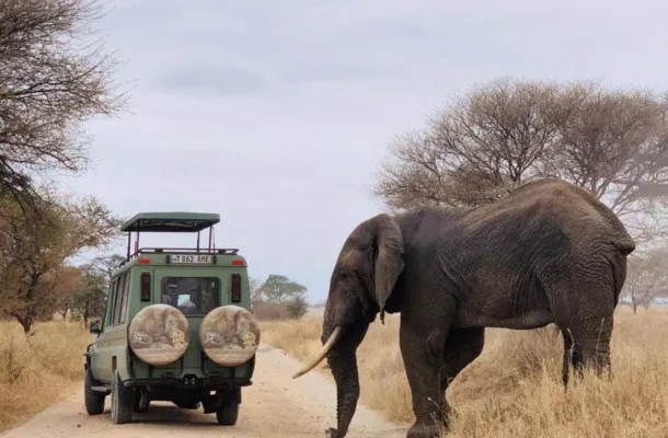 Shadows of Africa Safari. Credit Shadows of Africa