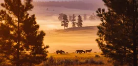 Paws Up Montana's Sunrise Workshop