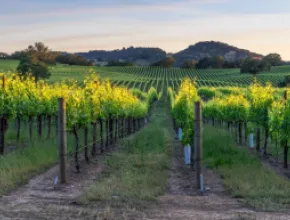 Sunset over the vineyards of Healdsburg, California