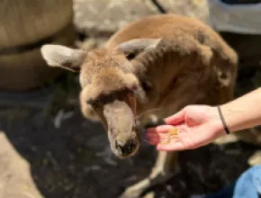 Feeding kangaroos in Cairns, Australia