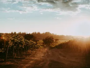 Photo of Balletto Vineyards with sun rising on the right.