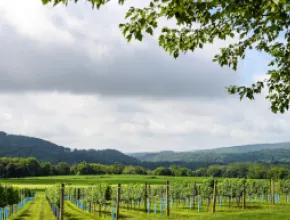Panoramic view, Villa Milagro Vineyards