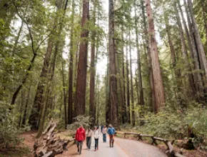 People hiking among redwoods in Armstrong Redwoods State Park.