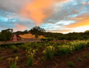 Jordan Estate Garden Healdsburg