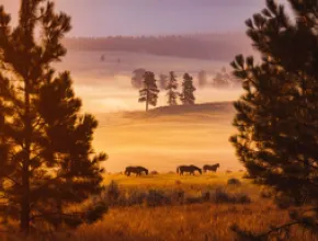 Paws Up Montana's Sunrise Workshop