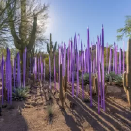 Dale Chihuly, Neodymium Reeds, 2021; Desert Botanical Garden.