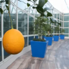 Rooftop garden, Los Angeles Convention Center.