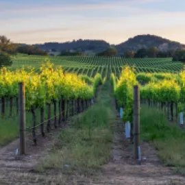 Sunset over the vineyards of Healdsburg, California