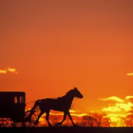 Buggy Silhouette