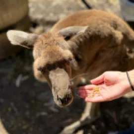 Feeding kangaroos in Cairns, Australia