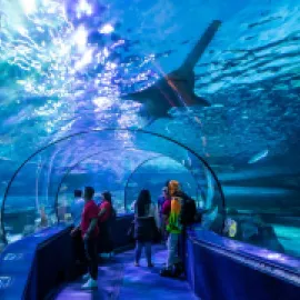Ripley's Aquarium Photo Credit Visit Myrtle Beach