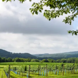Panoramic view, Villa Milagro Vineyards