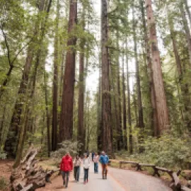 People hiking among redwoods in Armstrong Redwoods State Park.