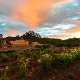 Jordan Estate Garden Healdsburg
