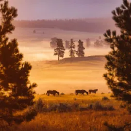 Paws Up Montana's Sunrise Workshop