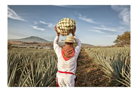 From the cover of my book “The Spirit of Tequila,” a jimador in Tequila, Mexico symbolically carries the heart of tequila, the piña or blue agave core, from which tequila is made. 