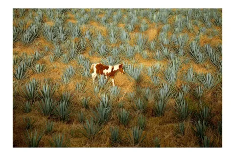 A pinto horse leisurely walks the agave fields near the town of El Arenal, Jalisco in search of grass to eat.   
