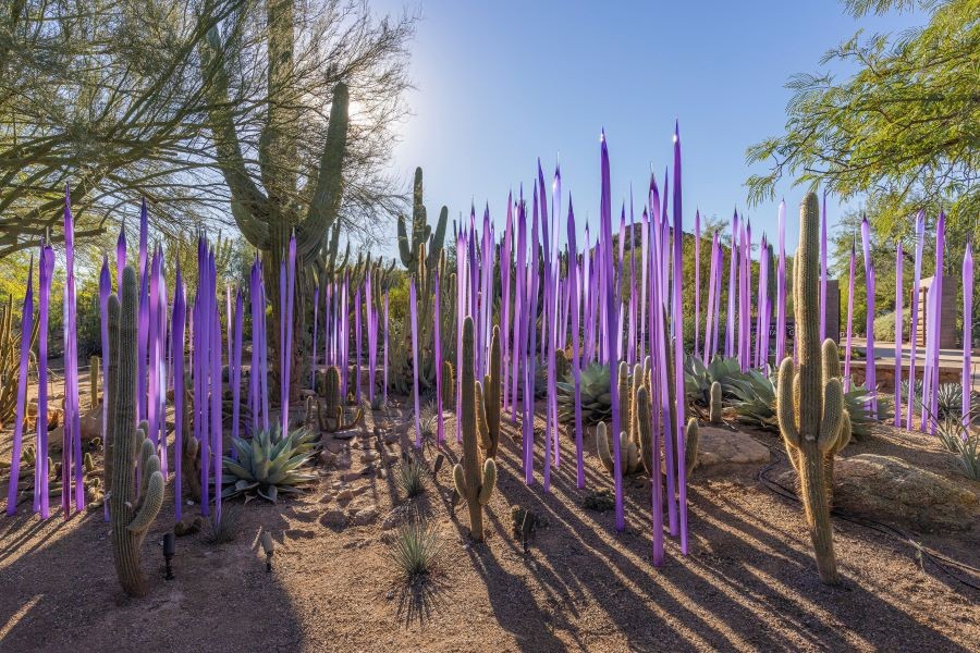 Dale Chihuly, Neodymium Reeds, 2021; Desert Botanical Garden.